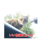 助言猫（個別スタンプ：37）