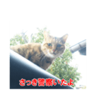 助言猫（個別スタンプ：40）