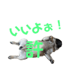 ぶぶぶ〜ハルくんpart 2（個別スタンプ：12）