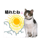 眉毛ねこオル君とゆかいな動物たち（個別スタンプ：1）