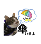眉毛ねこオル君とゆかいな動物たち（個別スタンプ：2）