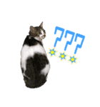 眉毛ねこオル君とゆかいな動物たち（個別スタンプ：5）