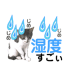眉毛ねこオル君とゆかいな動物たち（個別スタンプ：9）