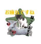 眉毛ねこオル君とゆかいな動物たち（個別スタンプ：10）
