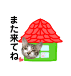 眉毛ねこオル君とゆかいな動物たち（個別スタンプ：11）
