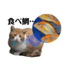 眉毛ねこオル君とゆかいな動物たち（個別スタンプ：13）