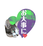 眉毛ねこオル君とゆかいな動物たち（個別スタンプ：14）