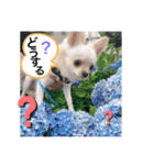 まげちゃんpart2（個別スタンプ：10）