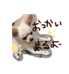 まげちゃんpart2（個別スタンプ：16）