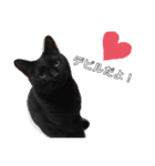 家の猫(犬も)が可愛いすぎる件（個別スタンプ：1）