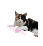 家の猫(犬も)が可愛いすぎる件（個別スタンプ：2）