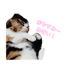 家の猫(犬も)が可愛いすぎる件（個別スタンプ：4）