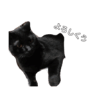 家の猫(犬も)が可愛いすぎる件（個別スタンプ：9）