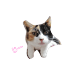 家の猫(犬も)が可愛いすぎる件（個別スタンプ：10）