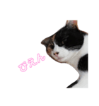 家の猫(犬も)が可愛いすぎる件（個別スタンプ：12）