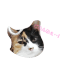 家の猫(犬も)が可愛いすぎる件（個別スタンプ：14）
