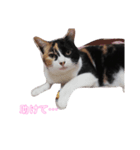 家の猫(犬も)が可愛いすぎる件（個別スタンプ：16）