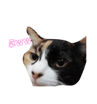 家の猫(犬も)が可愛いすぎる件（個別スタンプ：18）