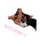 家の猫(犬も)が可愛いすぎる件（個別スタンプ：20）