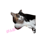 家の猫(犬も)が可愛いすぎる件（個別スタンプ：22）