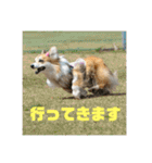ペコひまスタンプ2（個別スタンプ：6）