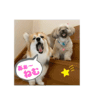 ペコひまスタンプ2（個別スタンプ：14）