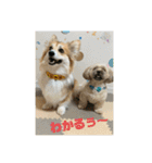 ペコひまスタンプ2（個別スタンプ：19）