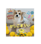 ペコひまスタンプ2（個別スタンプ：20）