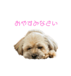 ペコひまスタンプ2（個別スタンプ：23）