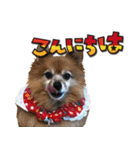 アスカと愉快な仲間達（個別スタンプ：2）