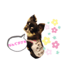 チワワのセサミ1+（個別スタンプ：10）