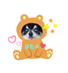 チワワのセサミ1+（個別スタンプ：11）
