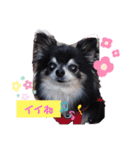 チワワのセサミ1+（個別スタンプ：13）