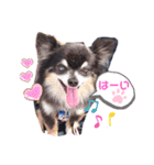 チワワのセサミ1+（個別スタンプ：16）