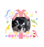 チワワのセサミ1+（個別スタンプ：18）
