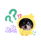 チワワのセサミ1+（個別スタンプ：20）