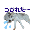 うさぎの姫とハスキーのぽてとの日常2（個別スタンプ：3）
