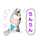 うさぎの姫とハスキーのぽてとの日常2（個別スタンプ：4）