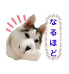 うさぎの姫とハスキーのぽてとの日常2（個別スタンプ：5）