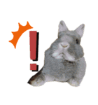 うさぎの姫とハスキーのぽてとの日常2（個別スタンプ：12）