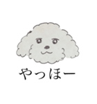 わくわくトイプードル（個別スタンプ：1）