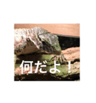 lizard2（個別スタンプ：1）