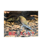 lizard2（個別スタンプ：4）