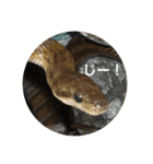 lizard2（個別スタンプ：5）