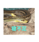 lizard2（個別スタンプ：6）