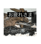 lizard2（個別スタンプ：7）