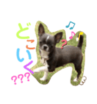 りんちゃんふうちゃんやまちゃん2（個別スタンプ：7）