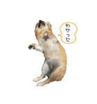 はなこきなこ2（個別スタンプ：2）