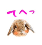 うさぎスタンプーMUC1（個別スタンプ：1）