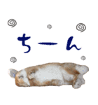 うさぎスタンプーMUC1（個別スタンプ：2）